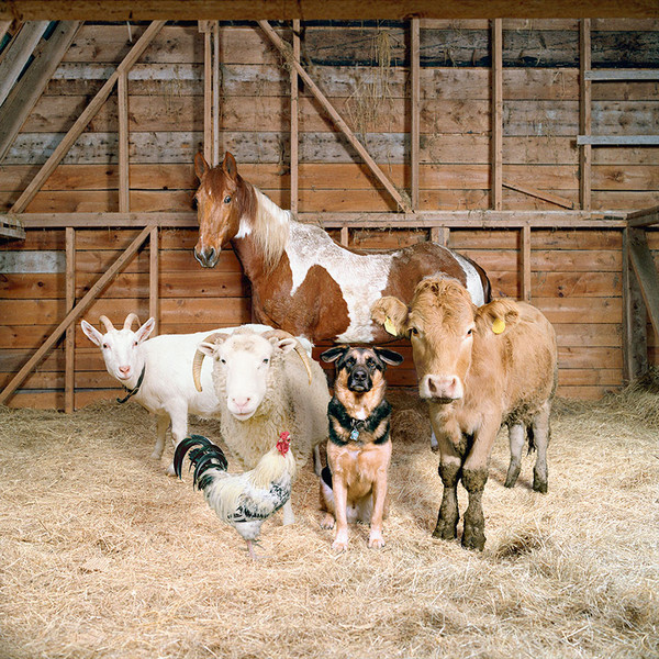 Les animaux de la ferme    ...   Photos de Rob MacInnis !