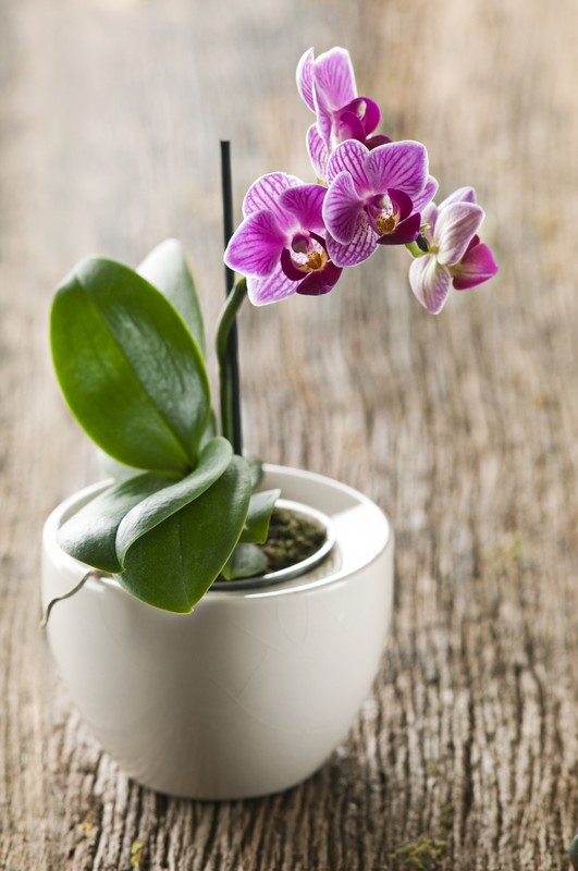 Les fleurs et leur langage  ...  l'orchidée  !