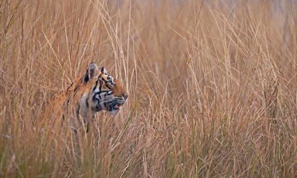 INDE : Tigre du Bengale dans le parc de Ranthambore !