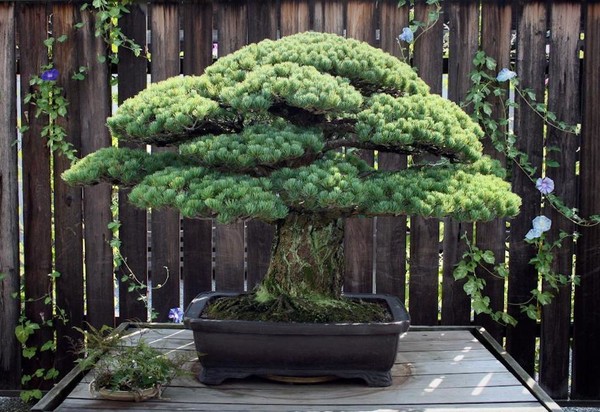 Un bonsaï planté en 1625  ...  a survécu à Hiroshima !