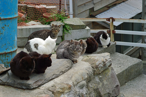 L'  Ile des Chats existe au Japon ... Découvrons la  !