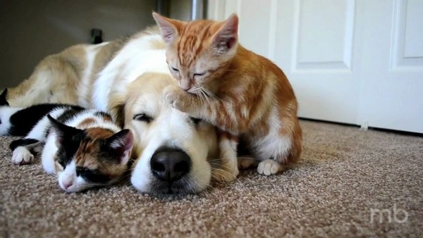 Tendresse animale ... comme chiens et chats !