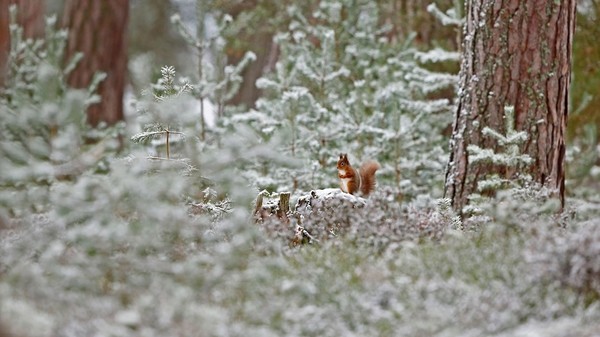 Ecureuil roux dans le parc national de Cairngorms ! 