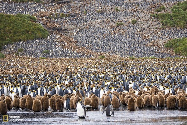 Georgie du Sud : des milliers de pingouins rassemblés !  