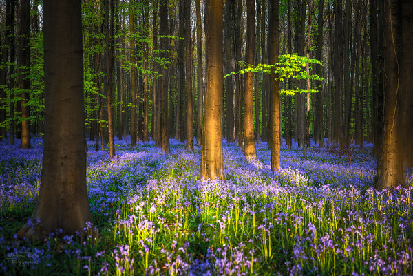 Belgique : Forêt entièrement tapissée de jacinthes !