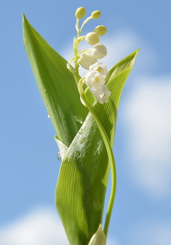 Histoire d'un petit brin de muguet  ...  Pierre Julien !