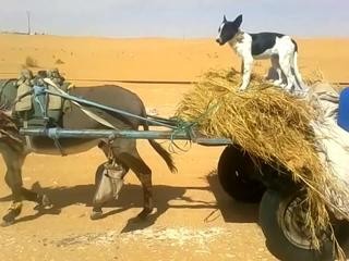 Algerie :  un Ane conduit par un chien dans le désert !