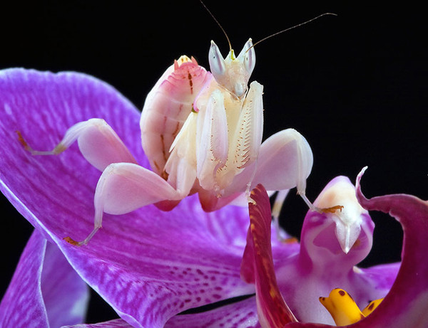 Cette mante religieuse imite l’orchidée !
