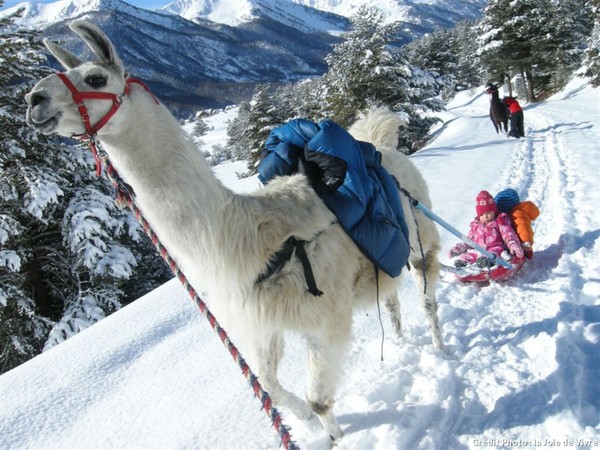 Activités pour les tout-petits : le lama luge  !