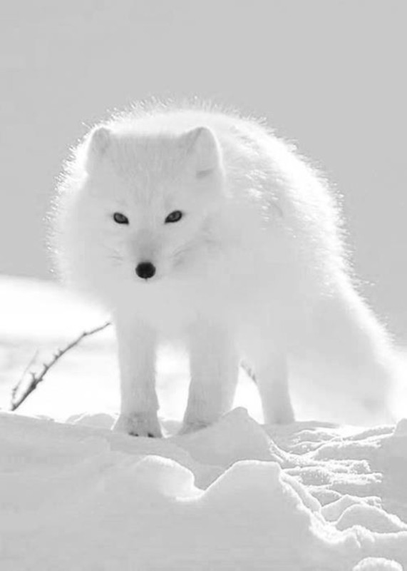 Loups blancs dans la neige   ...   magnifiques  !  