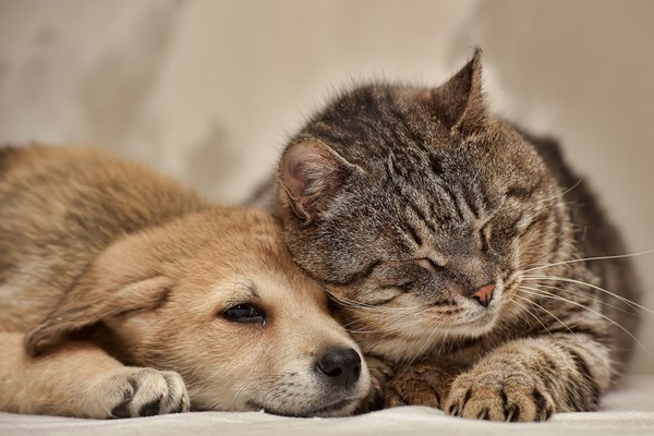 Le Noël des animaux de la SPA  ...  8 et 9 décembre !