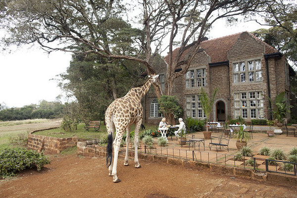 Petit déjeuner avec des girafes   ...   au Kenya !