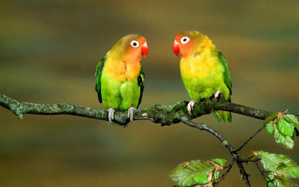 Inséparables "Love Birds"  ...   fidèlité et tendresse !