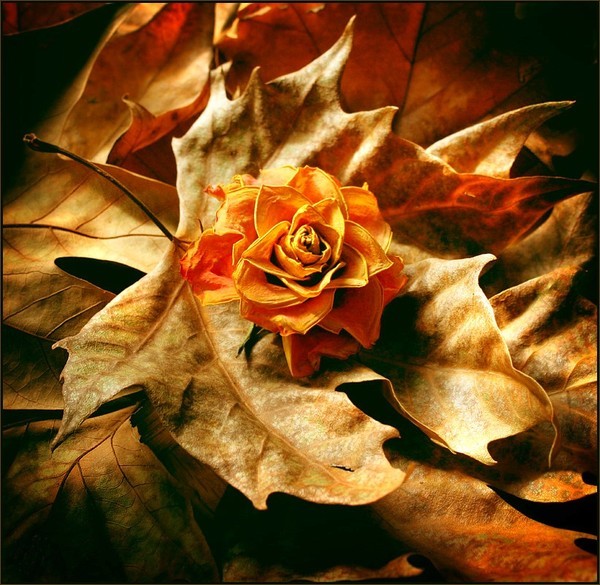 Quelques images d'automne  ...  kdo si vous aimez !