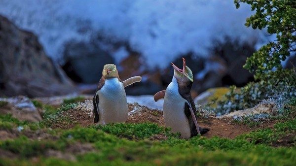 Pingouins aux yeux jaunes, Moeraki, Nouvelle-Zélande ...