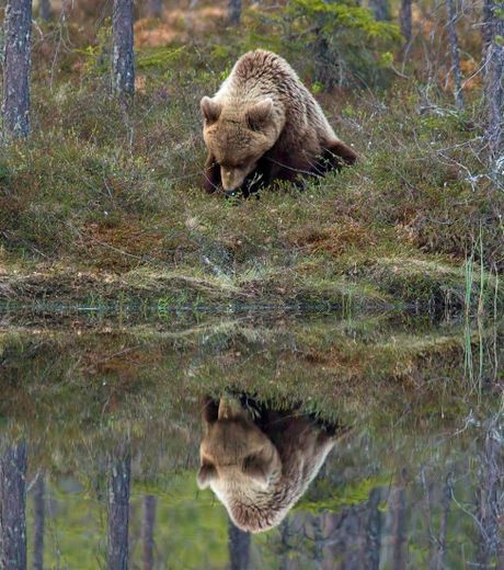 Un ours contemple son reflet  ...  dans un lac !