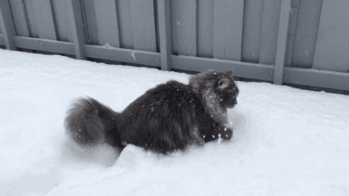 Chats alors ... on s'amuse bien dans la neige !