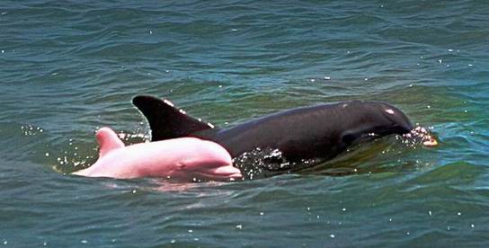 Le dauphin rose ou albinos  ...  existe vraiment !