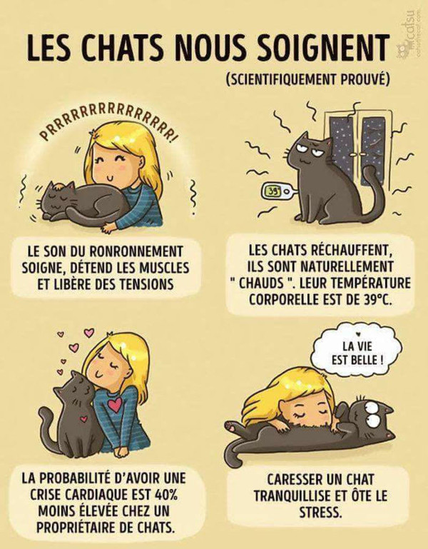 Les chats nous soignent ...