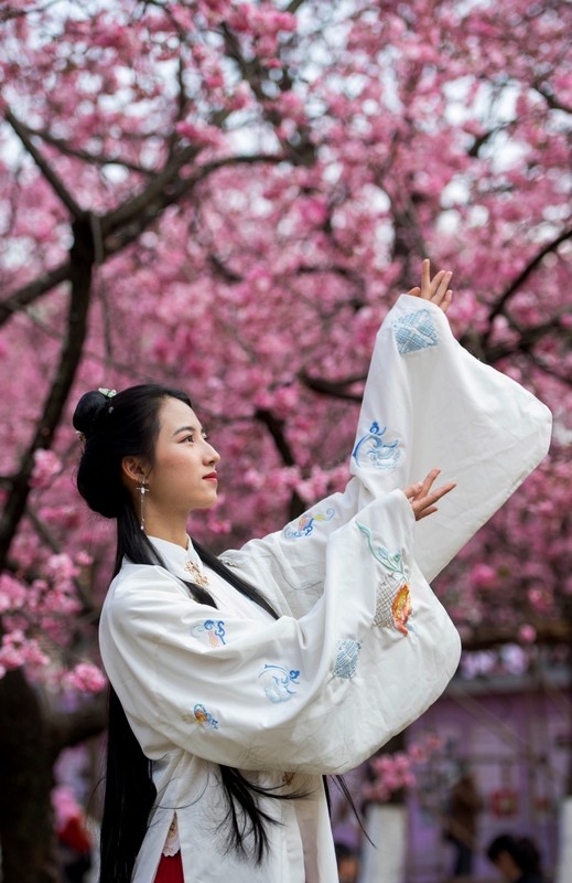 Femme chinoise  ...  sous des cerisiers en fleurs !