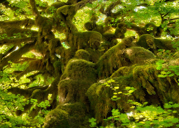 Moss géant, Hoh Rainforest, Washington ...