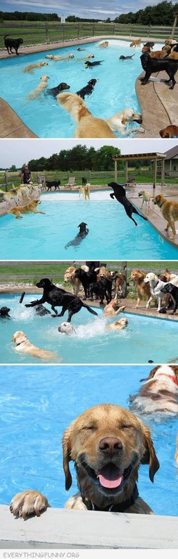 Juste pour le fun    ...   piscine pour toutous !