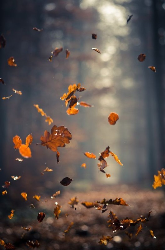 Les feuilles d'automne emportées par le vent  ...