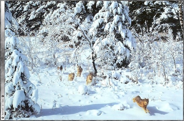 Loups dans la neige    ...   même pas peur !