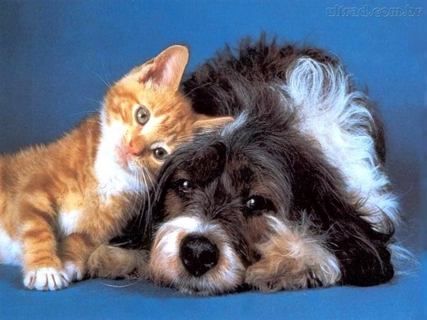 Tendresse animale ... comme chiens et chats !