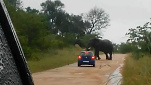 Un éléphant fou piétine une voiture de touristes !