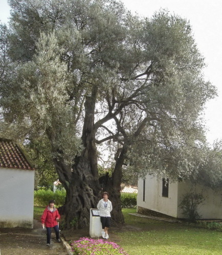 Portugal   ...   l'olivier qui a connu le Christ !