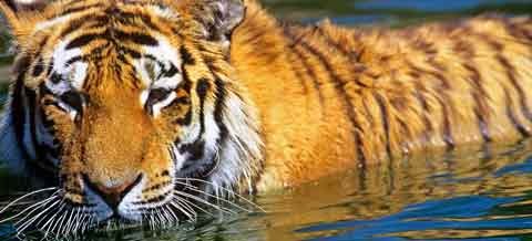 En Thaïlande un projet de barrage  ...  menace les tigres !