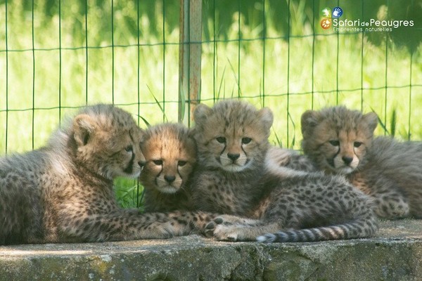 Naissance de 4 bébés guépards en Ardèche ... 