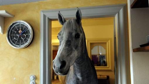 Nasar, le cheval qui vit dans une maison  ...