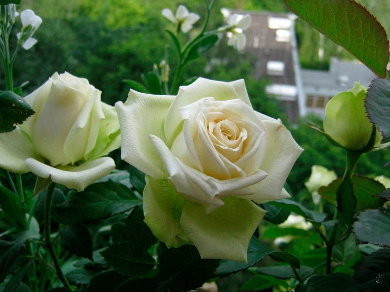 Roses ou blanches ... ces roses sont pour vous !