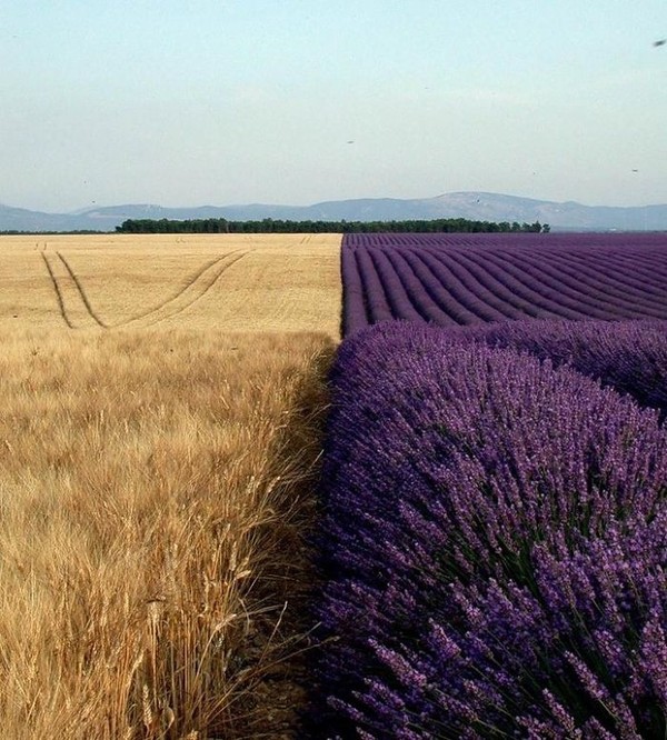 Champ de lavande en fleurs et champ de blé !