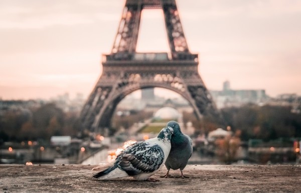 Faut-il vraiment détester les pigeons parisiens ?