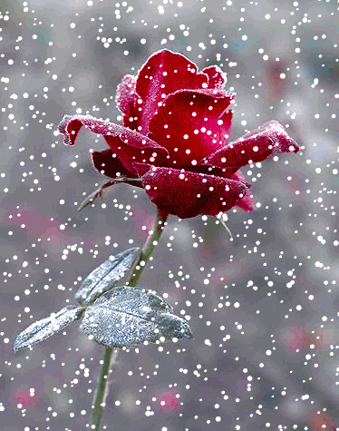 Résultat de recherche d'images pour "rose dans la neige"
