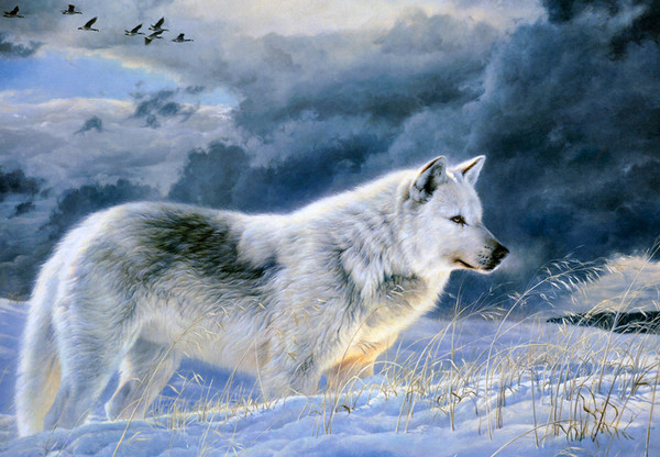 Loups dans la neige ... même pas peur !