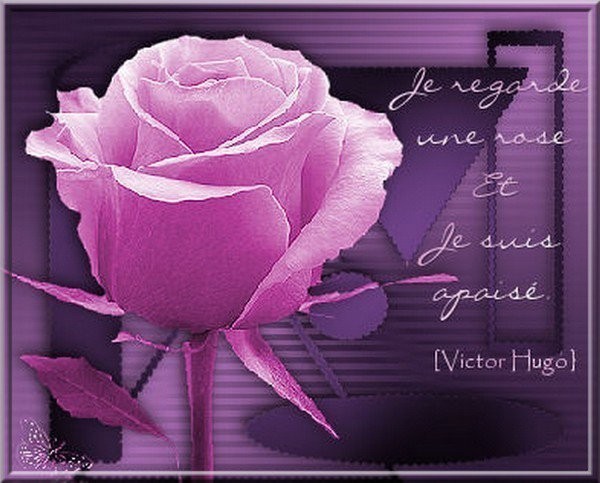 Je regarde une rose et je suis apaisÃ© : Victor Hugo !