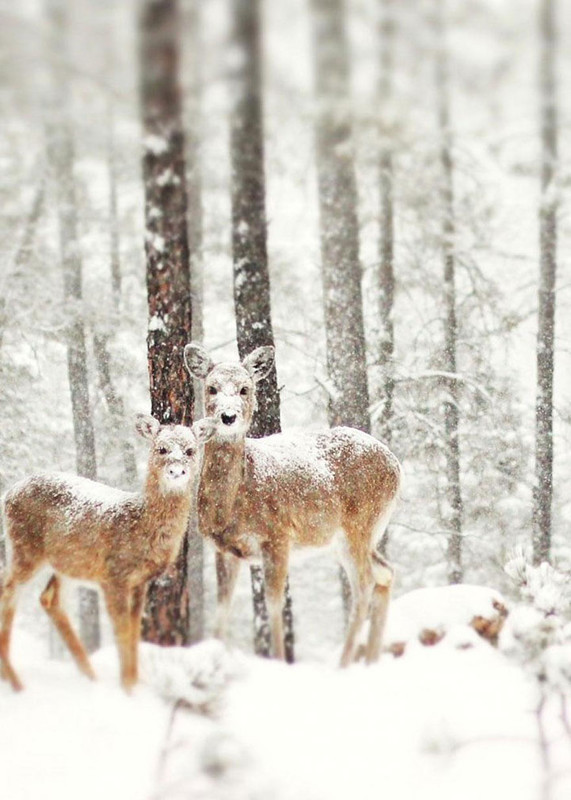 Animaux dans  la neige    ...   