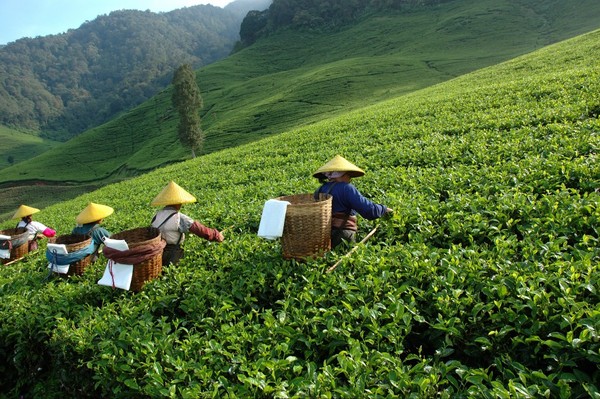 Les champs de thé en Chine   ...