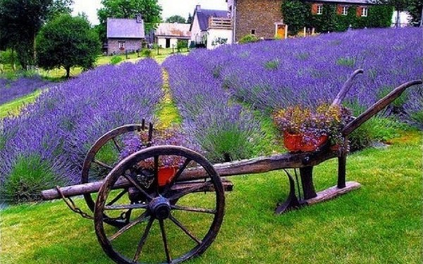 Balade au pays de la Lavande ...