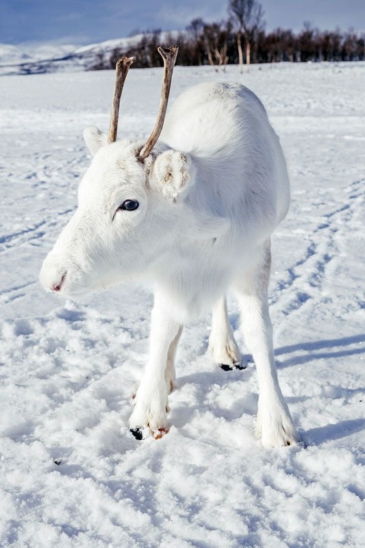 Mads Nordsveen photographie un bébé renne blanc  ...