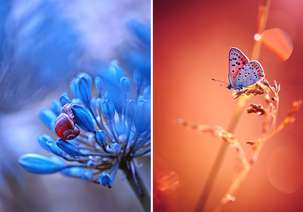 Beauté cachée de la Nature  ... Magda Wasiczek !