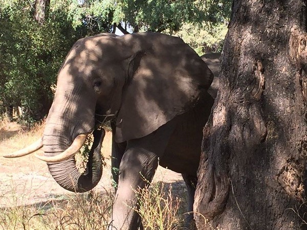 Un éléphant sauvé après l'agression des braconniers !