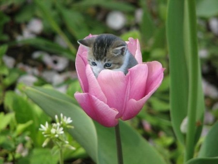 fleur : chaton