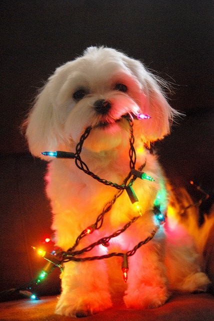 Les animaux aussi  ...  attendent le Père Noël  !