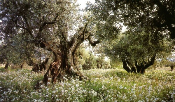 Fort et puissant à la fois  ...  l'olivier de Provence  !