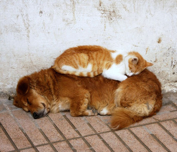 Tendresse animale   ...  comme chiens et chats !